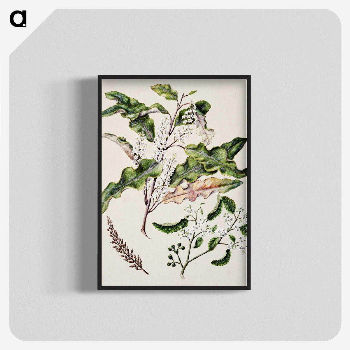 1-98_Native-Flowering-Plants-of-New-Zealand_blk-crop
