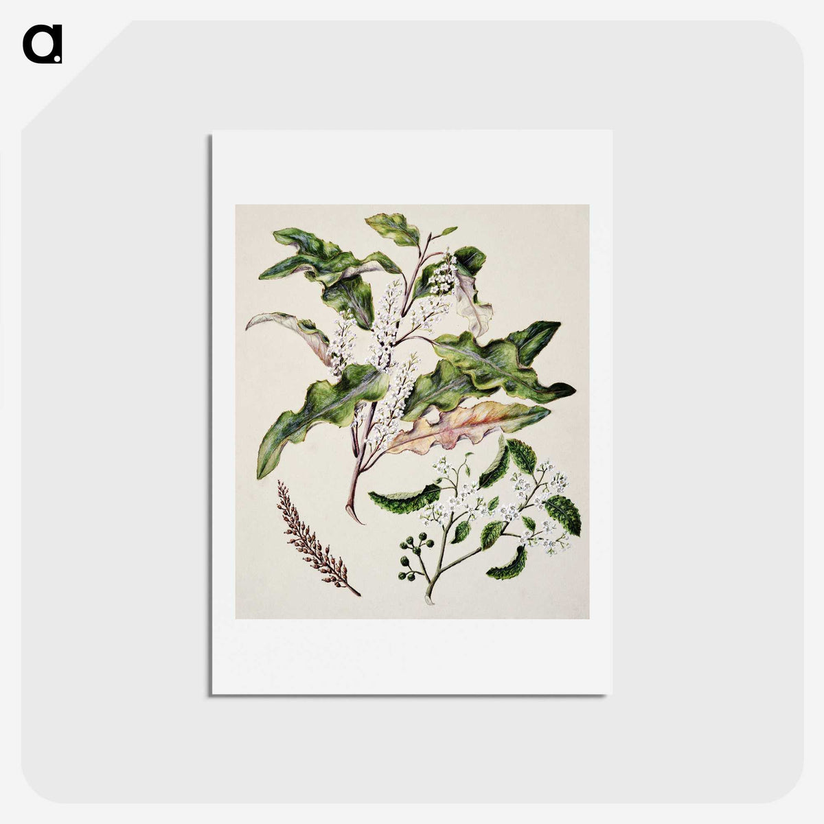 1-98_Native-Flowering-Plants-of-New-Zealand_hagaki