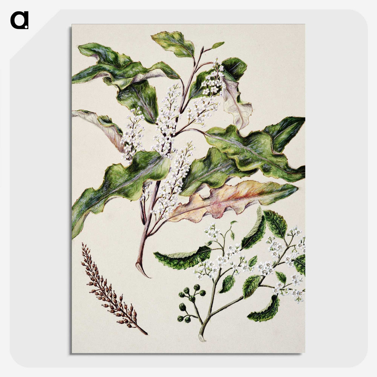 1-98_Native-Flowering-Plants-of-New-Zealand_picture-crop