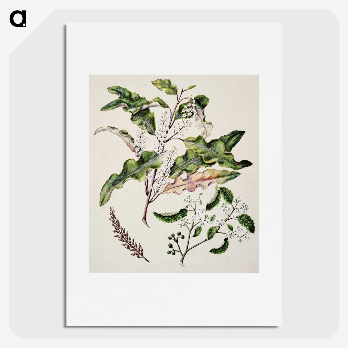 1-98_Native-Flowering-Plants-of-New-Zealand_picture