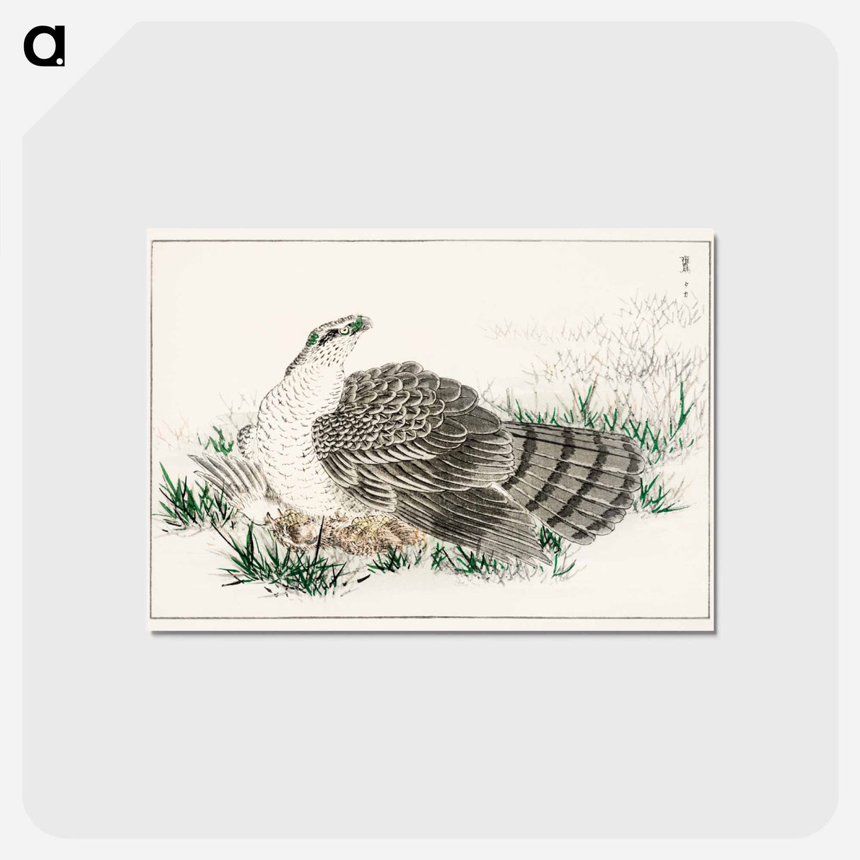 アートポストカード-Japanese Hawk-Eagle Illustration
- 鳥類図鑑 Postcard.