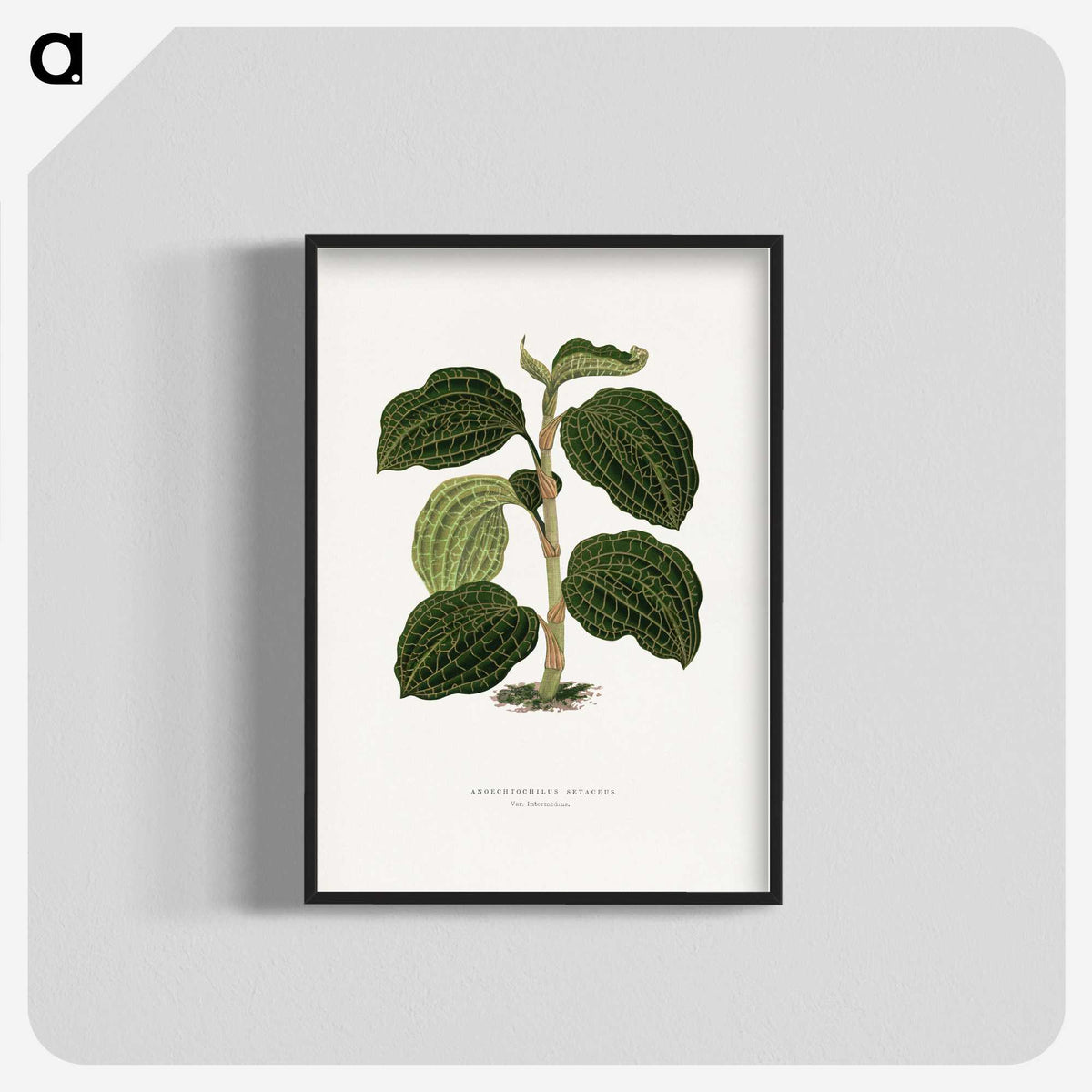 1-98_Plants-with-Colored-Foliage_blk-crop