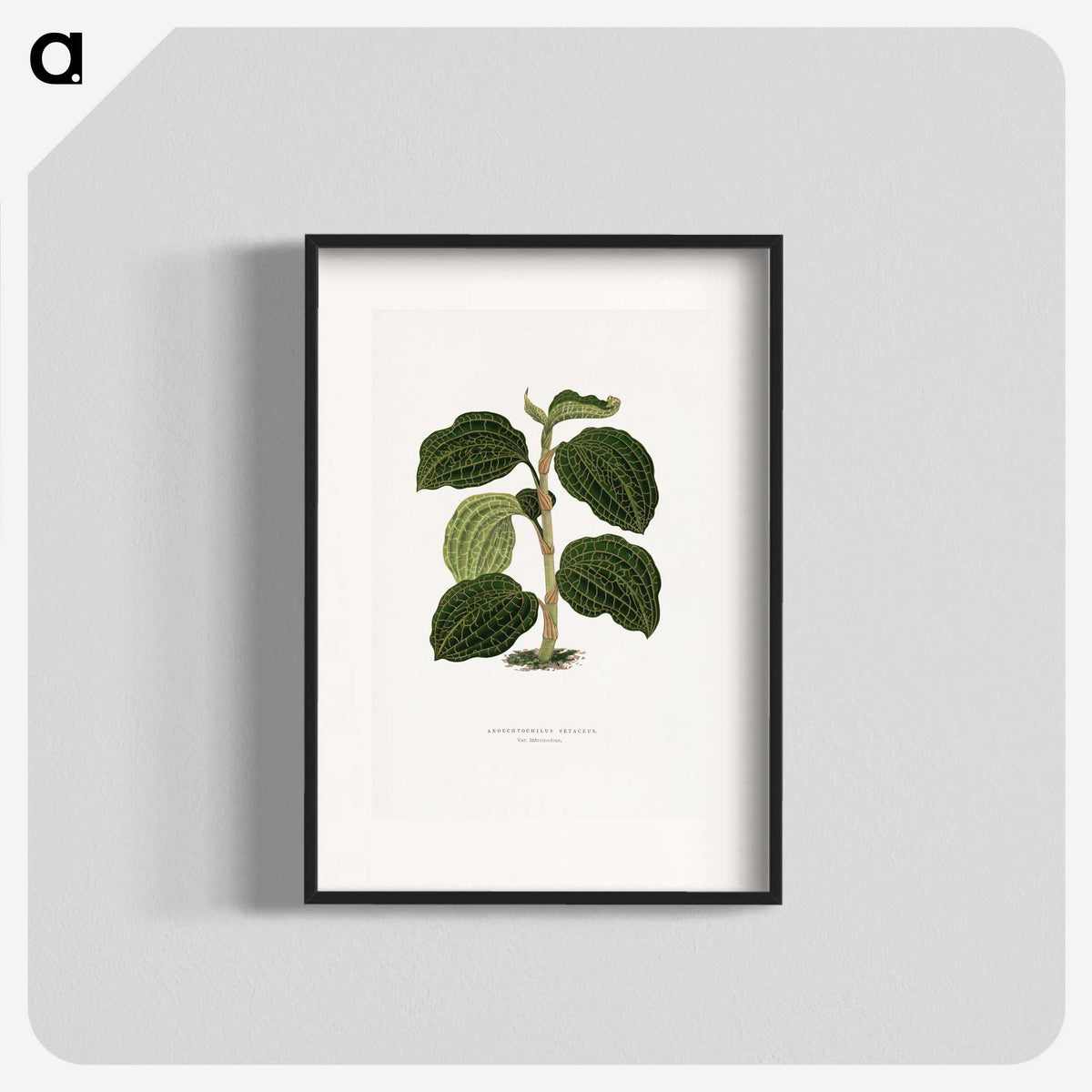 1-98_Plants-with-Colored-Foliage_blk