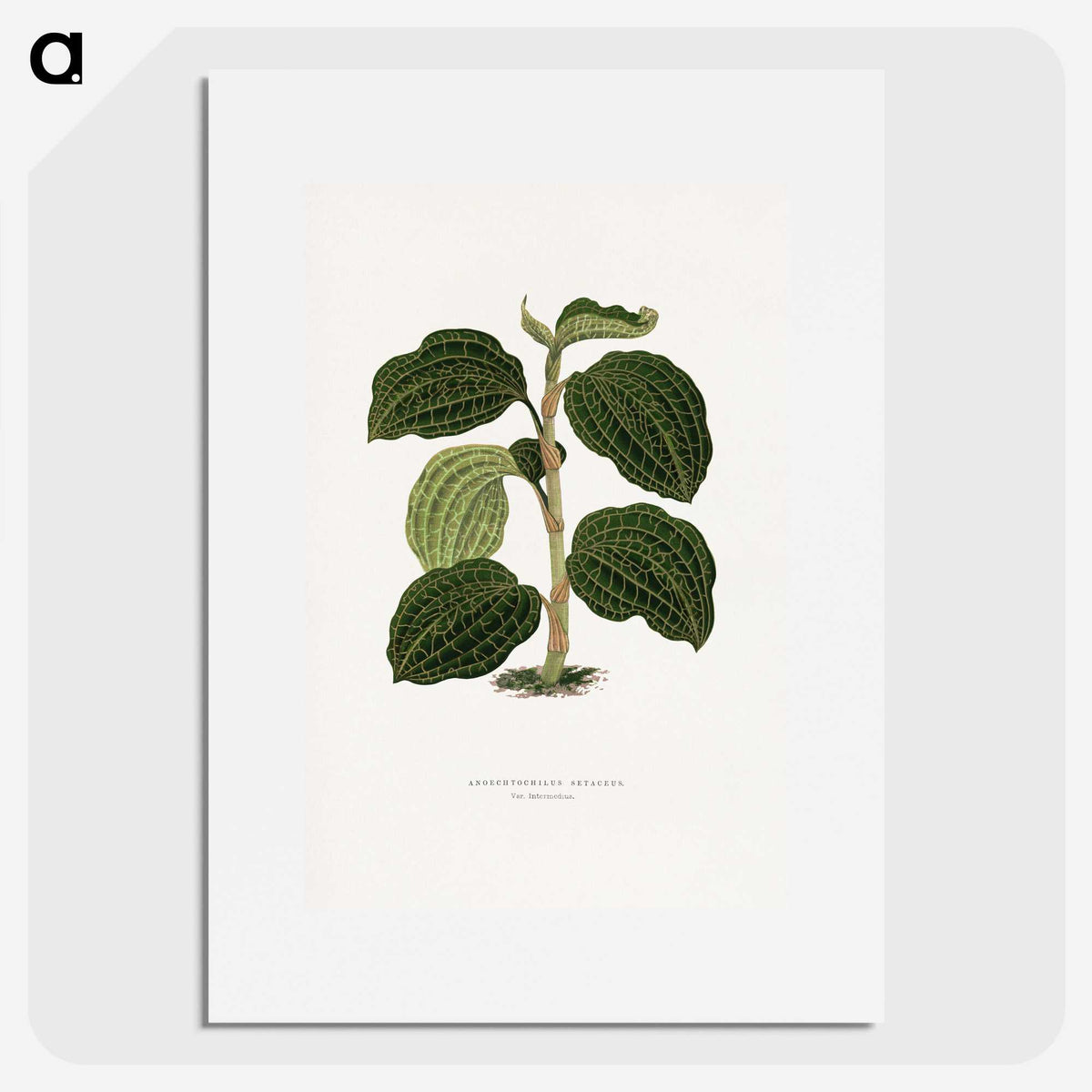 1-98_Plants-with-Colored-Foliage_picture