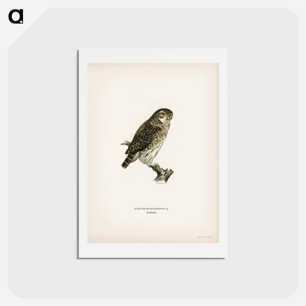 アートポストカード-Glaucidium passerinum
- スヴェンスカ フォグラル Postcard.