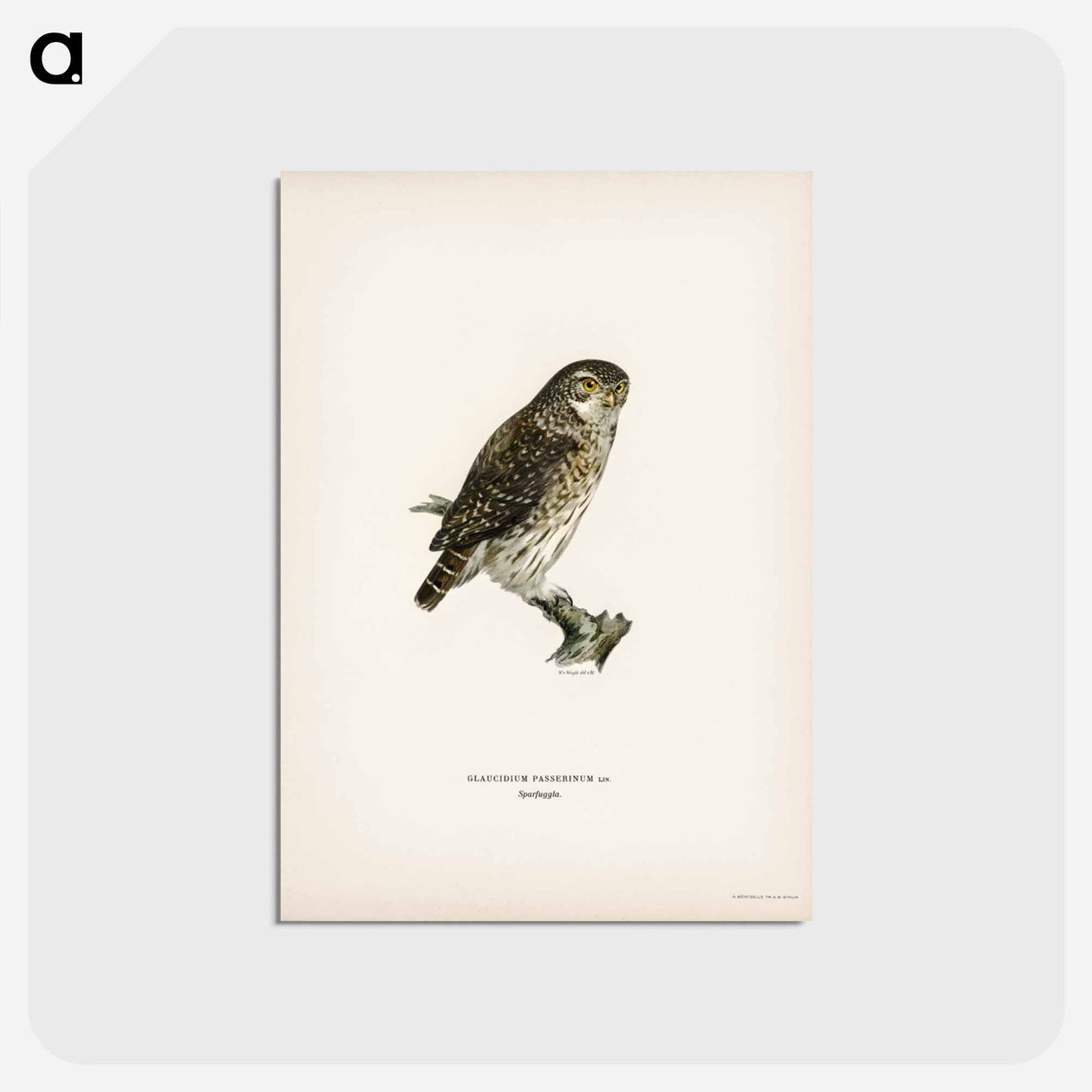 アートポストカード-Glaucidium passerinum
- スヴェンスカ フォグラル Postcard.