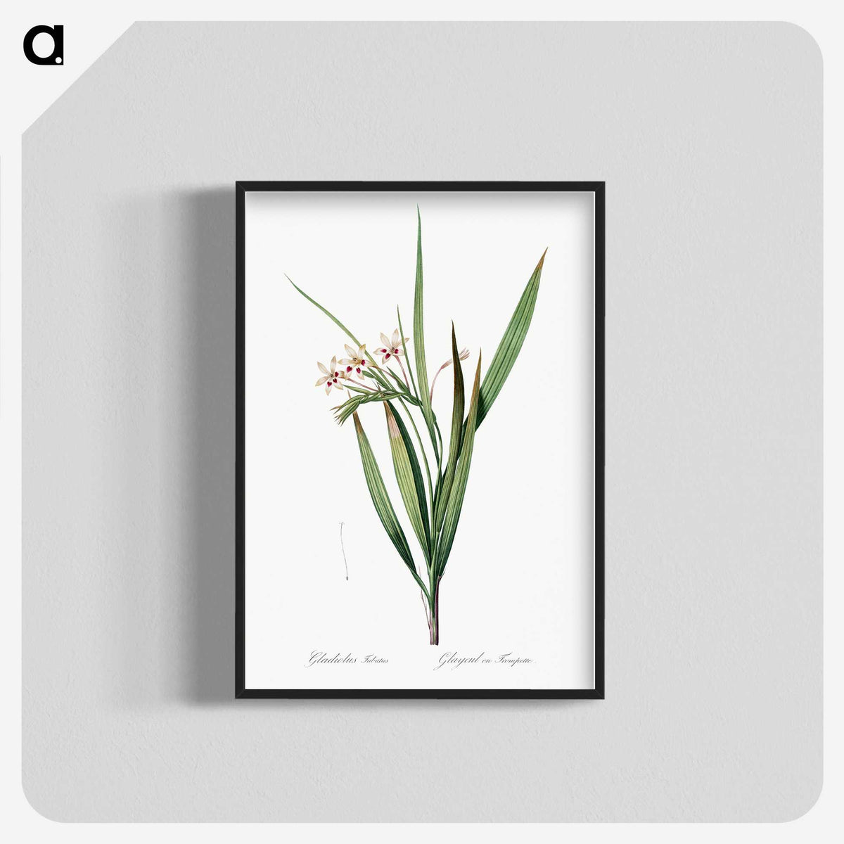 1-98_The-Lilies_blk-crop