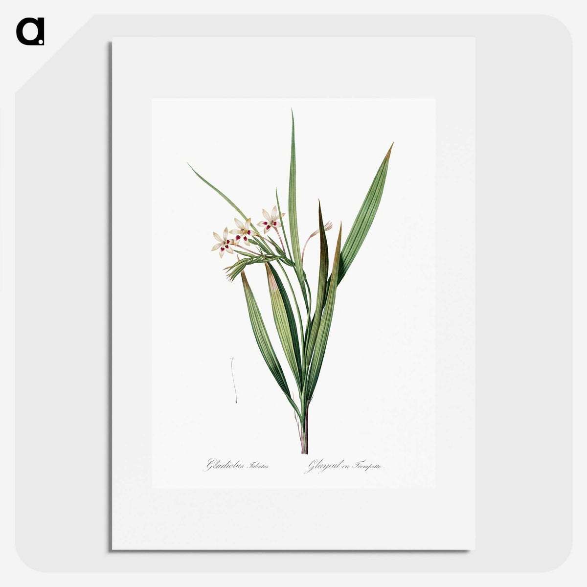 1-98_The-Lilies_picture