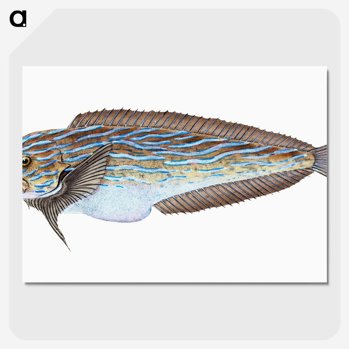 1-98_The-Natural-History-of-British-Fishes_picture-crop