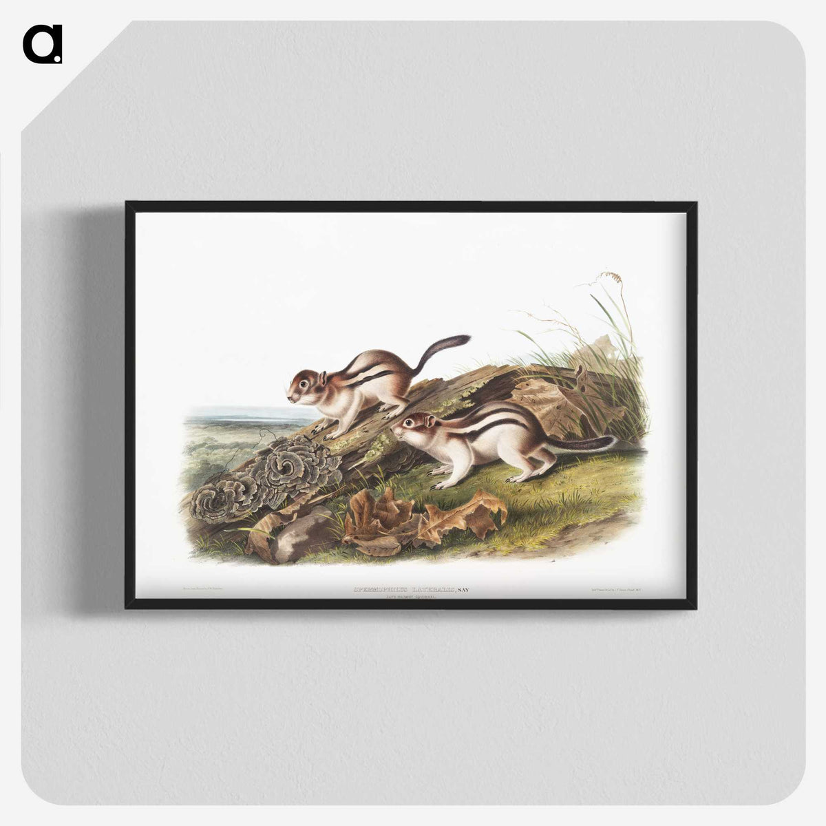 1-98_The-Viviparous-Quadrupeds_blk-crop