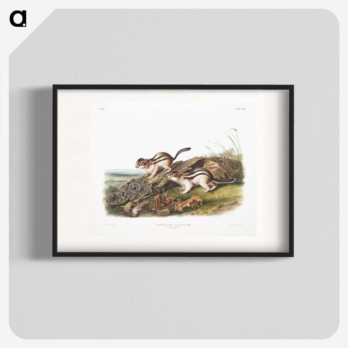 1-98_The-Viviparous-Quadrupeds_blk