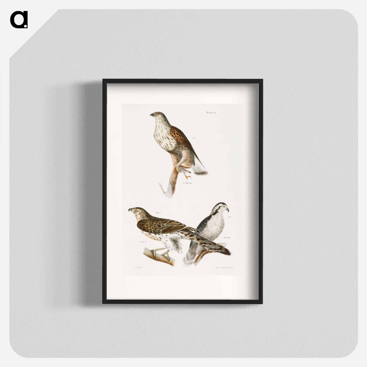 The Rough-legged Buzzard and The American Goshawk - ニューヨークの動物学 Poster.