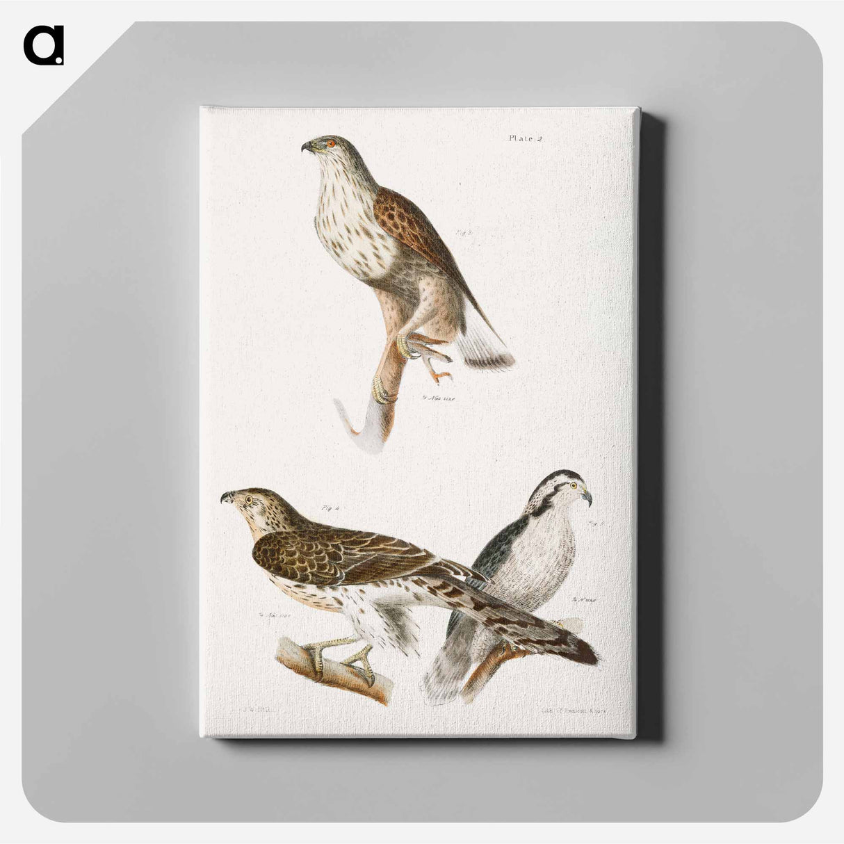 The Rough-legged Buzzard and The American Goshawk - ニューヨークの動物学 Canvas.