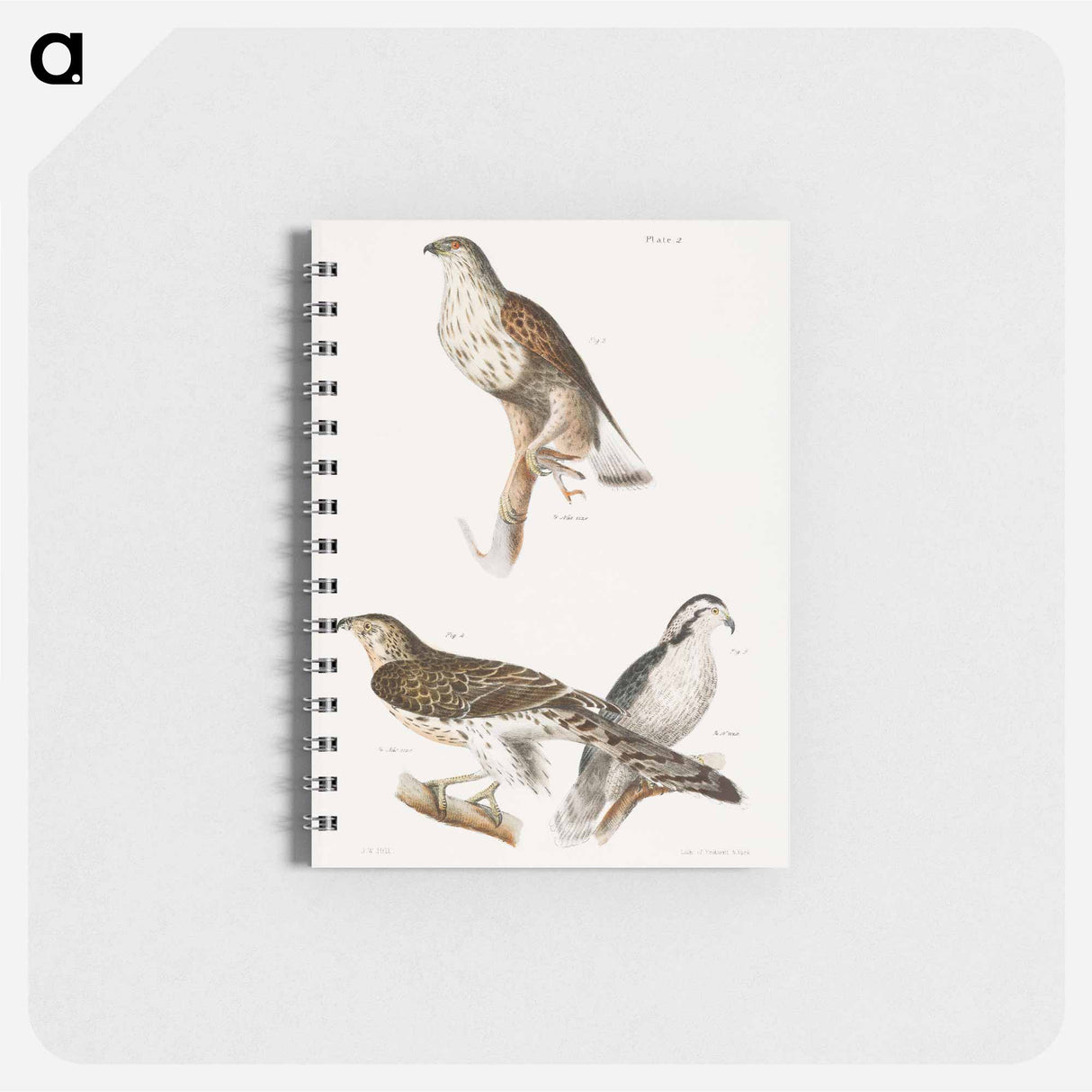 The Rough-legged Buzzard and The American Goshawk - ニューヨークの動物学 Memo.