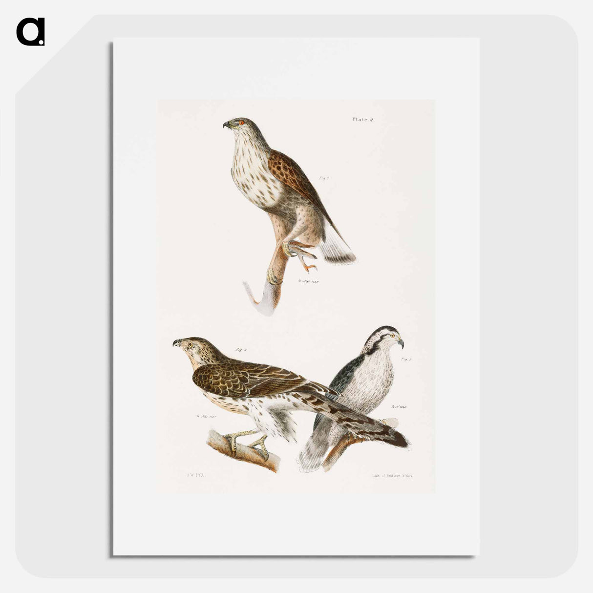 The Rough-legged Buzzard and The American Goshawk - ニューヨークの動物学 Poster.