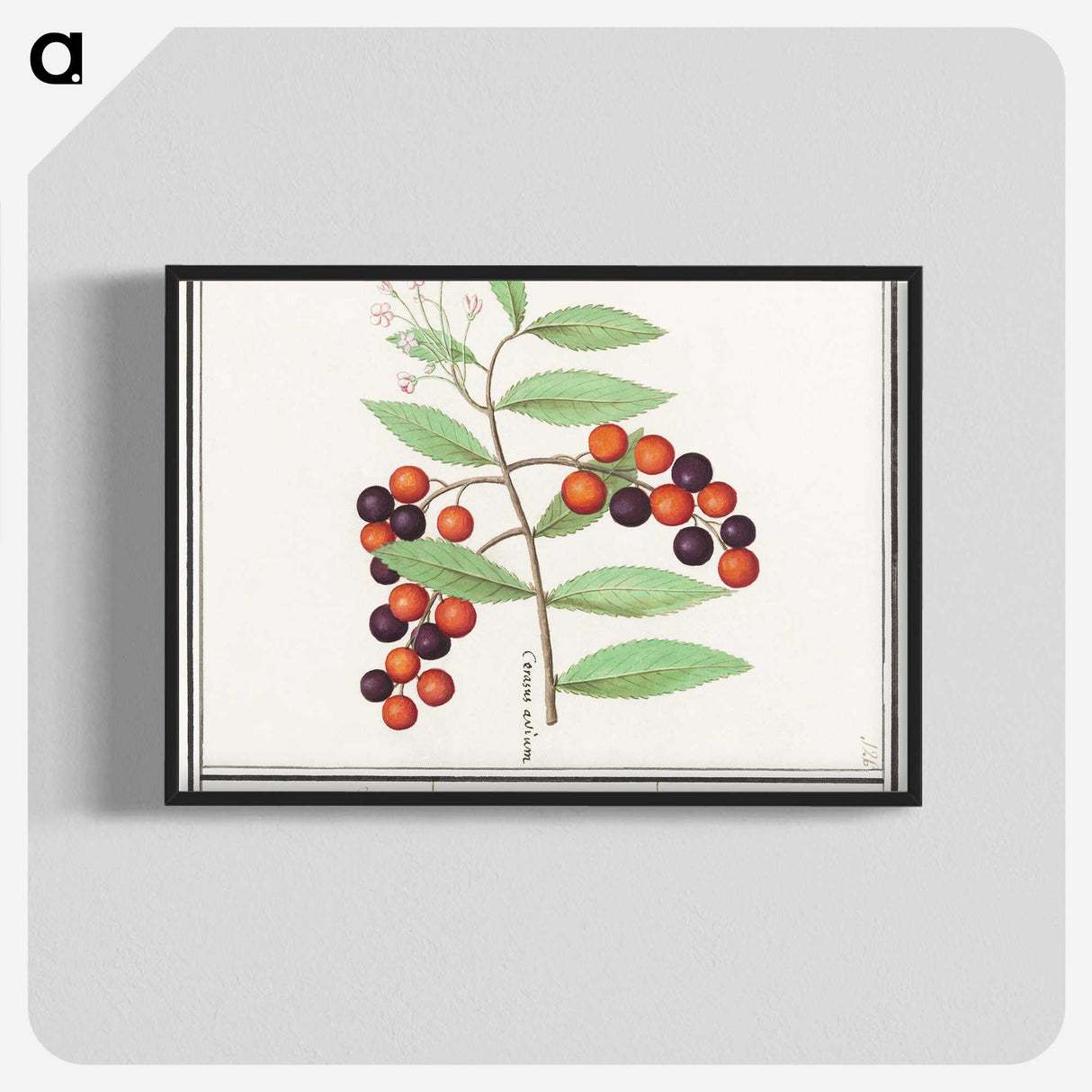 1-99_Anselmus-Boetius-de-Boodt_blk-crop