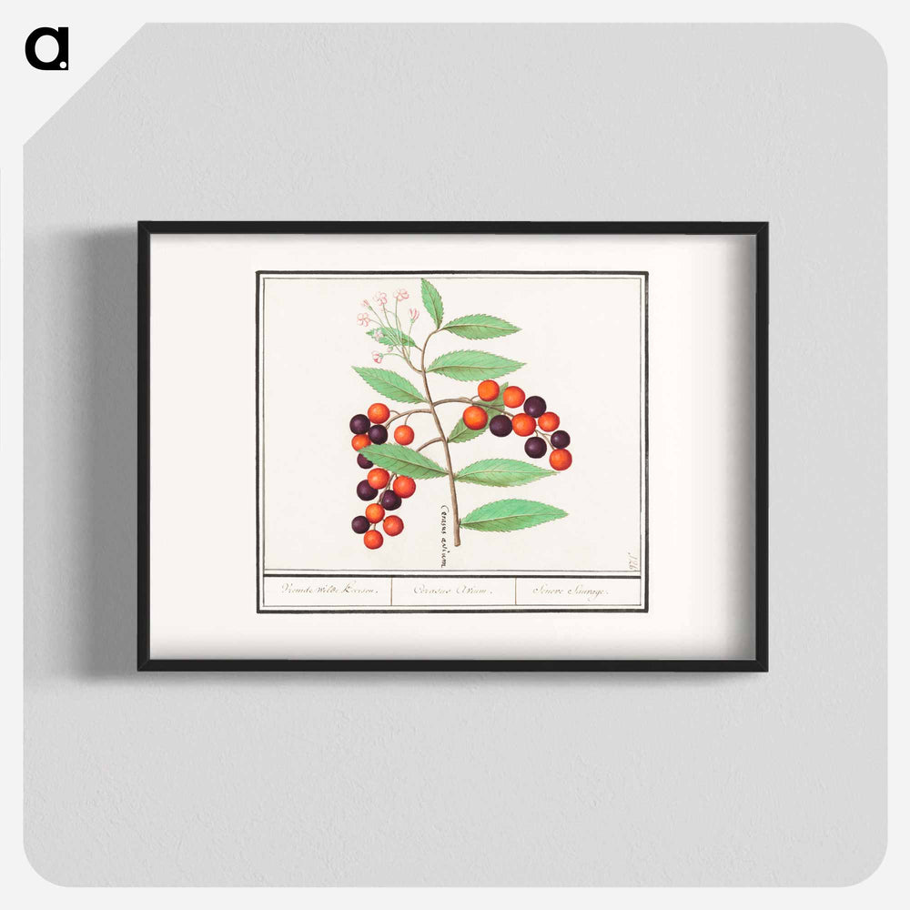 American bird cherry - アンセルムス ボエティウス デ ブート Poster.