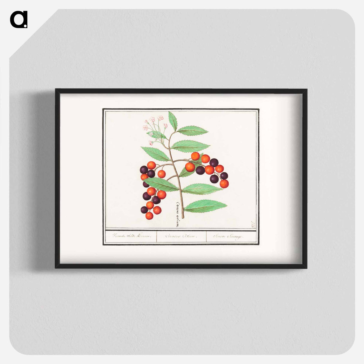 アートポスター-American bird cherry - アンセルムス ボエティウス デ ブート Poster.