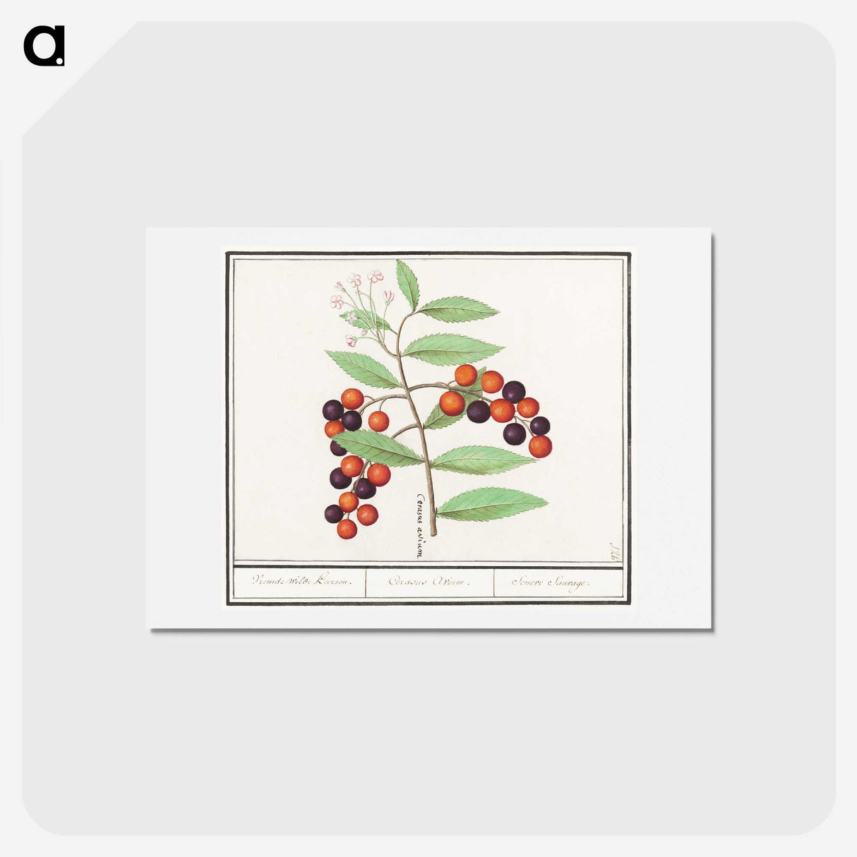 1-99_Anselmus-Boetius-de-Boodt_hagaki