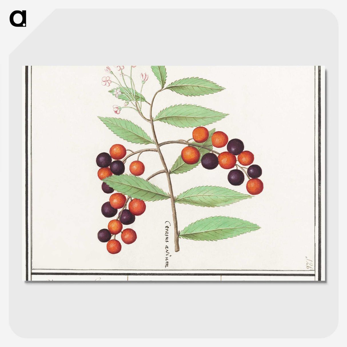 1-99_Anselmus-Boetius-de-Boodt_picture-crop