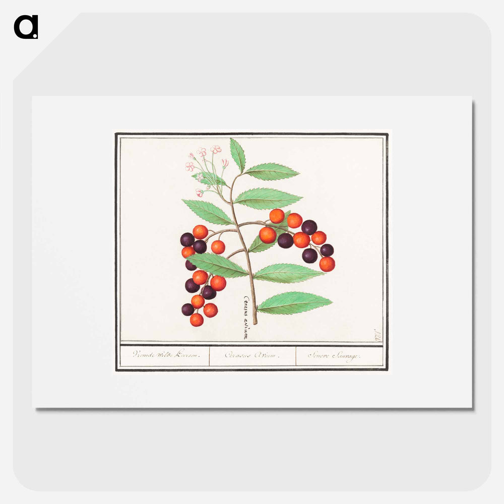 American bird cherry - アンセルムス ボエティウス デ ブート Poster.