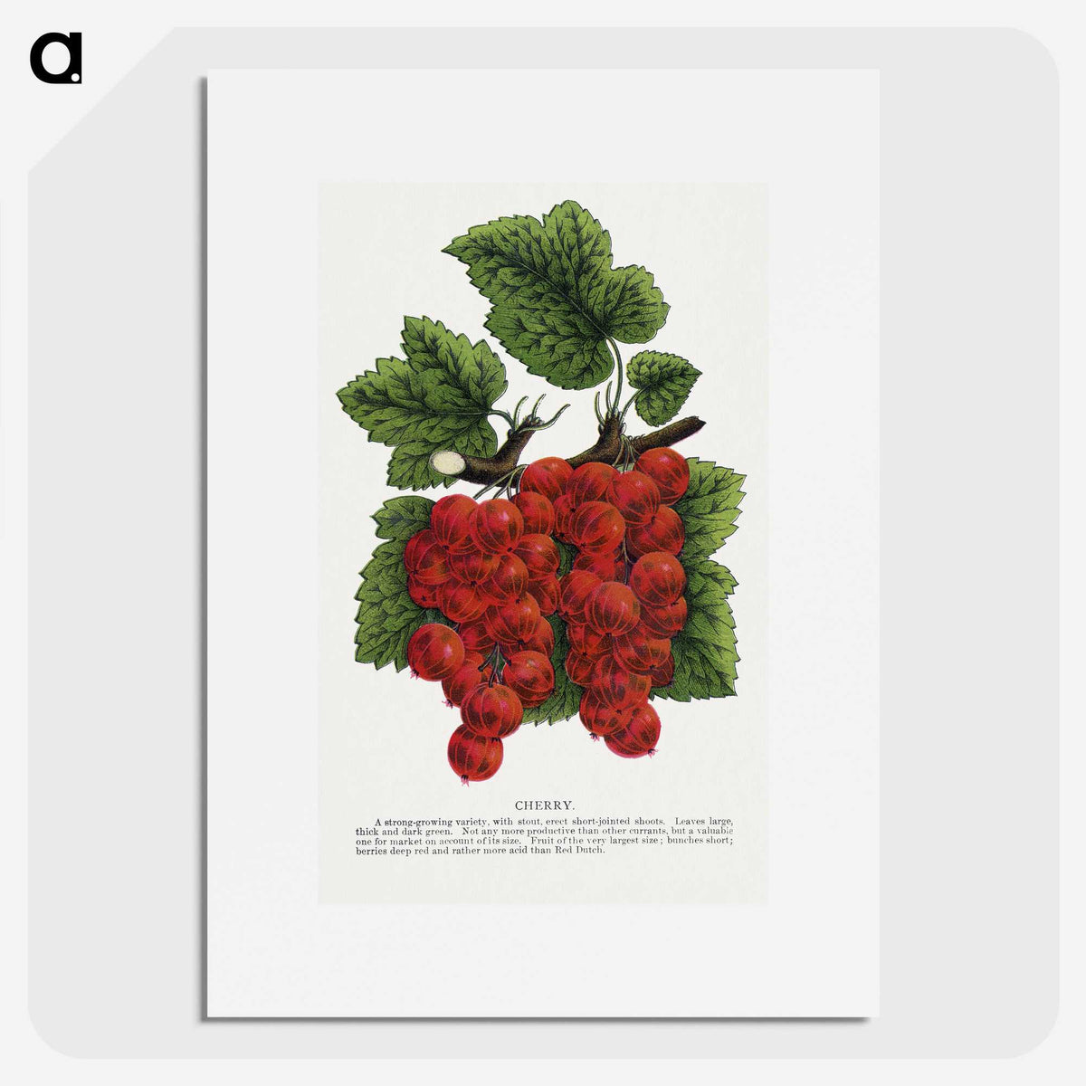 1-99_Botanical-Specimen-Plates_picture
