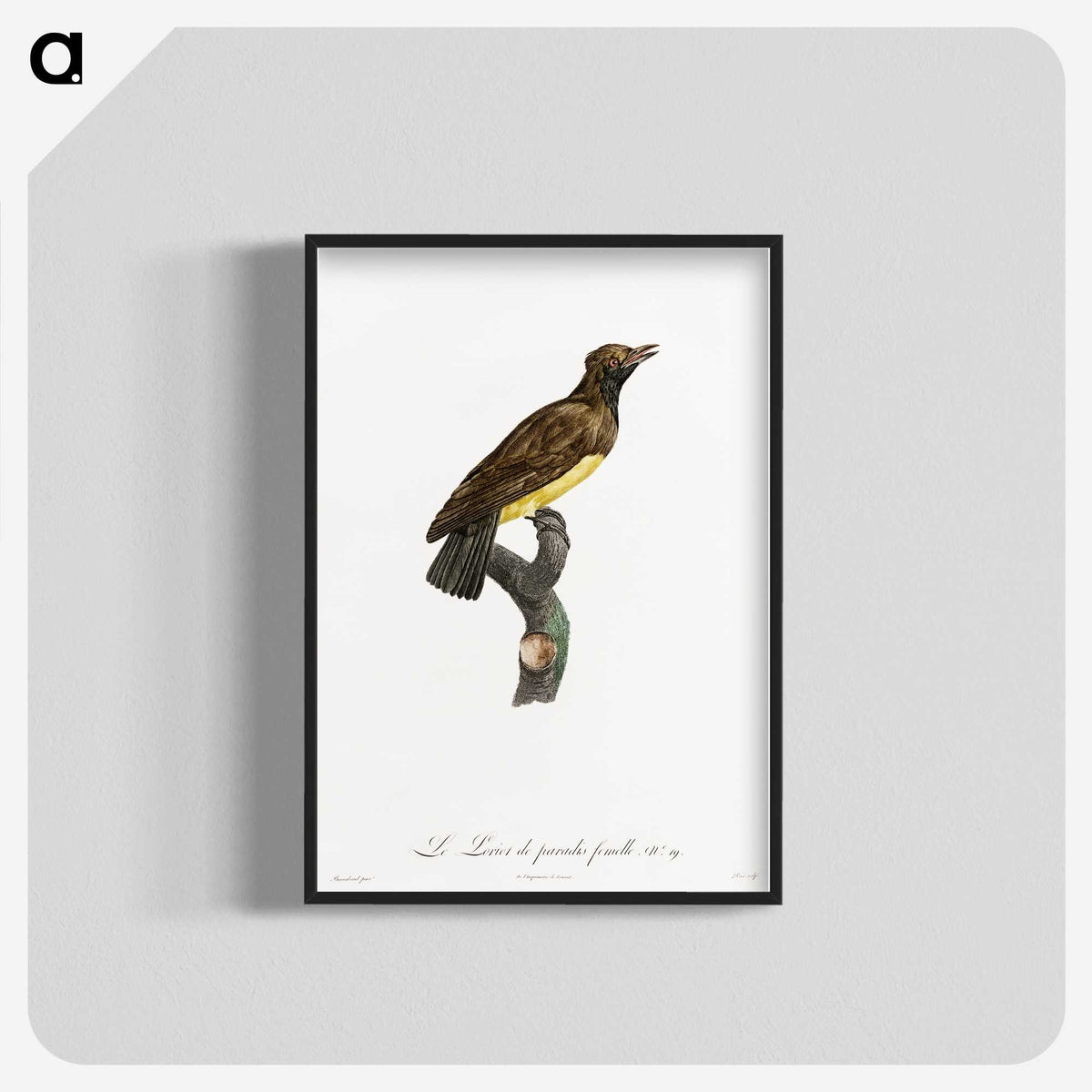 1-99_Des-Oiseaux-de-Paradis_blk-crop