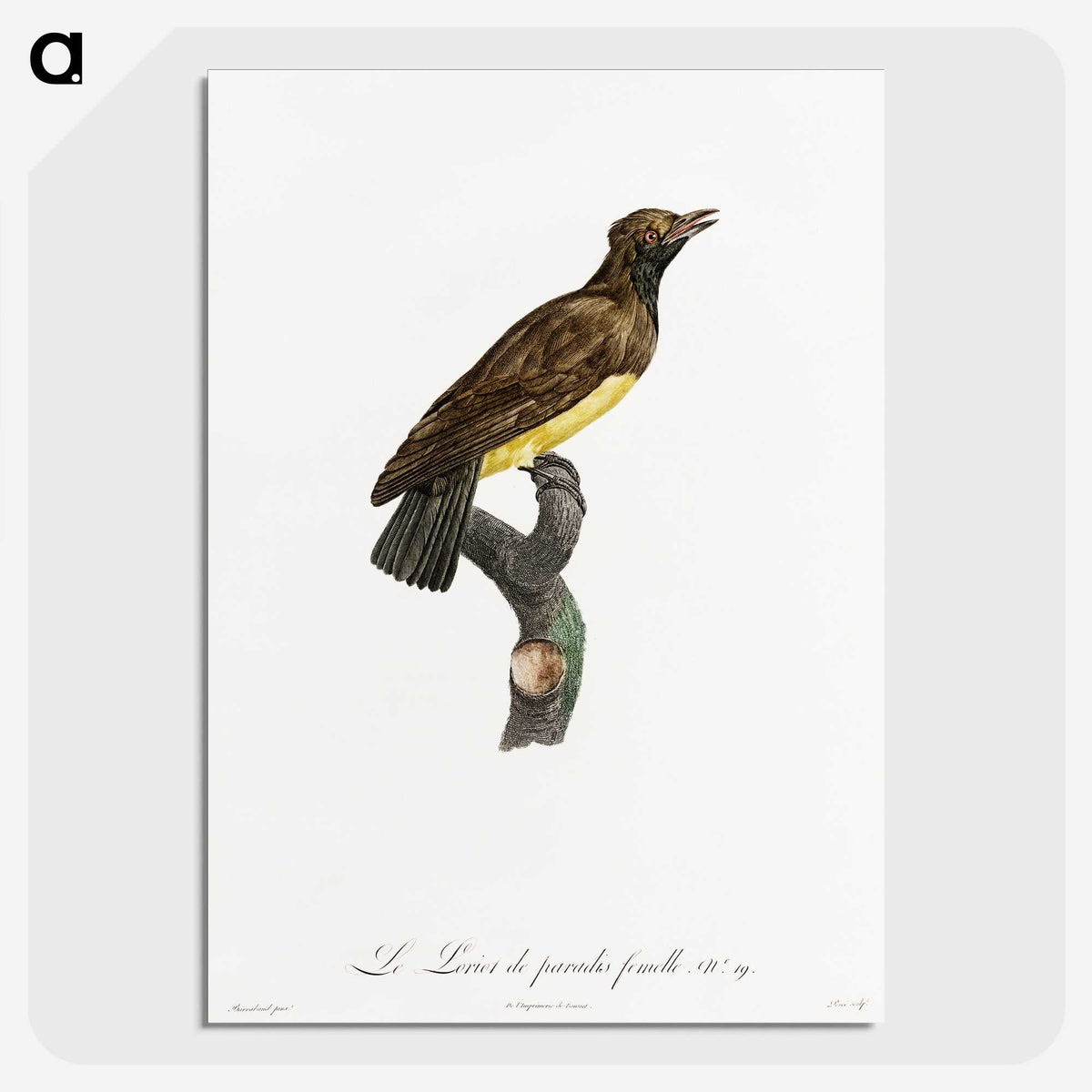 1-99_Des-Oiseaux-de-Paradis_picture-crop