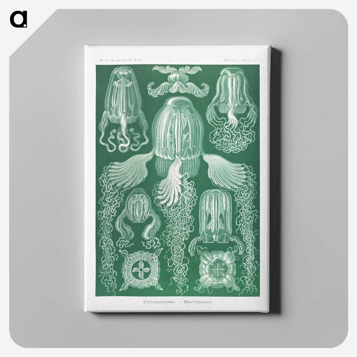 1-99_Ernst-Haeckel_canvas