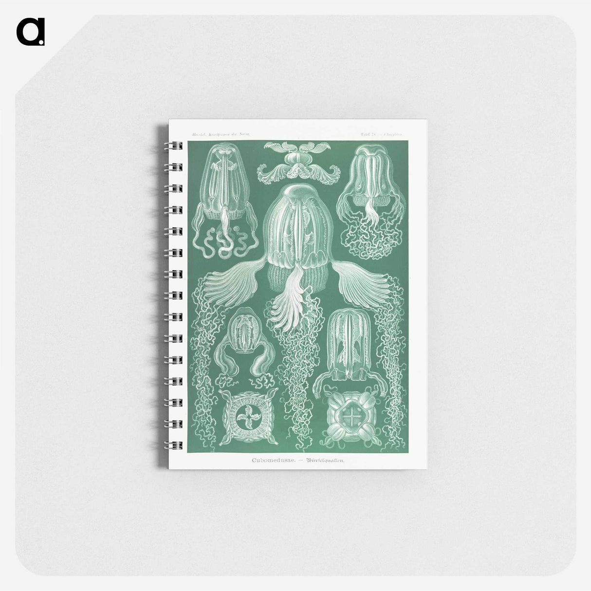 1-99_Ernst-Haeckel_memo