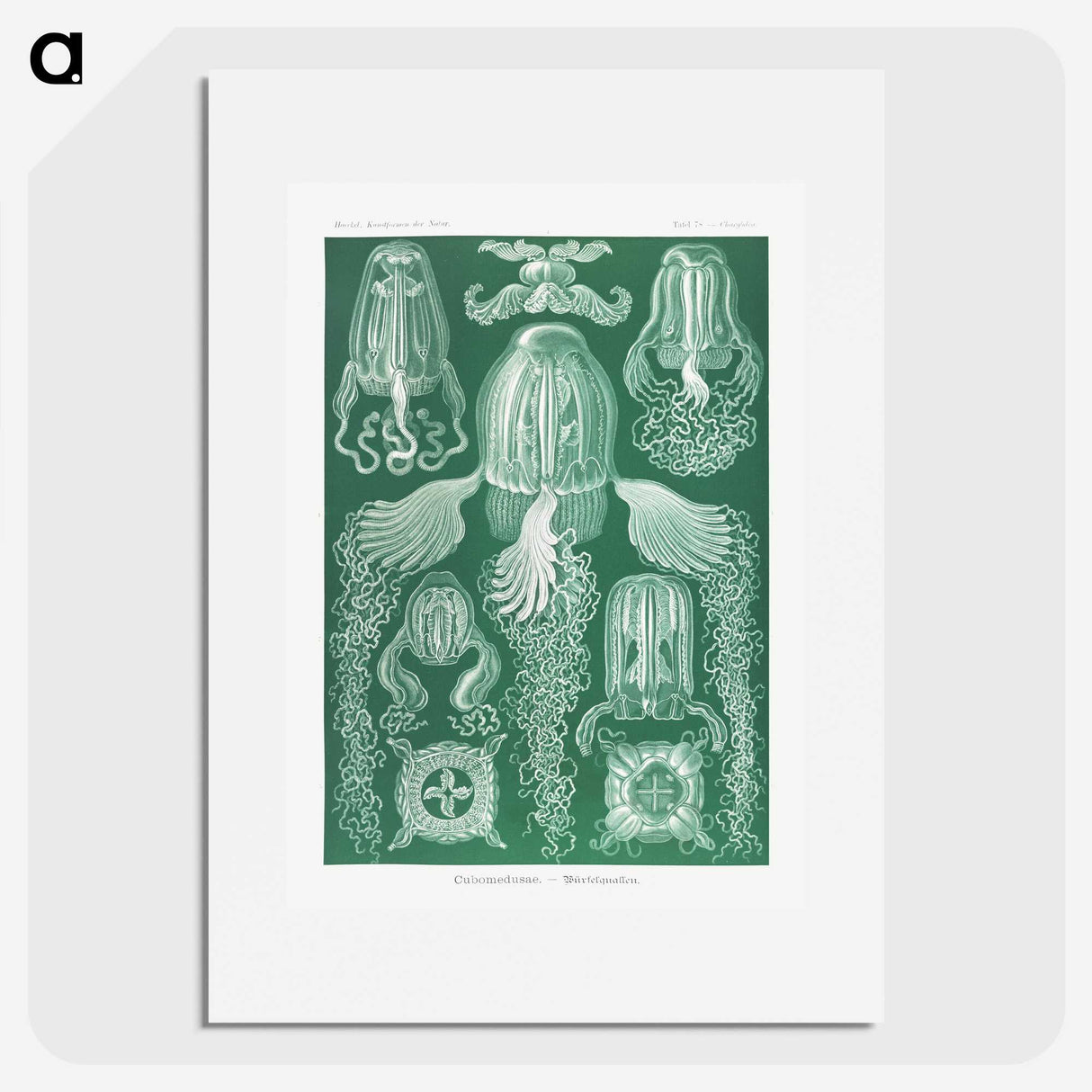 1-99_Ernst-Haeckel_picture