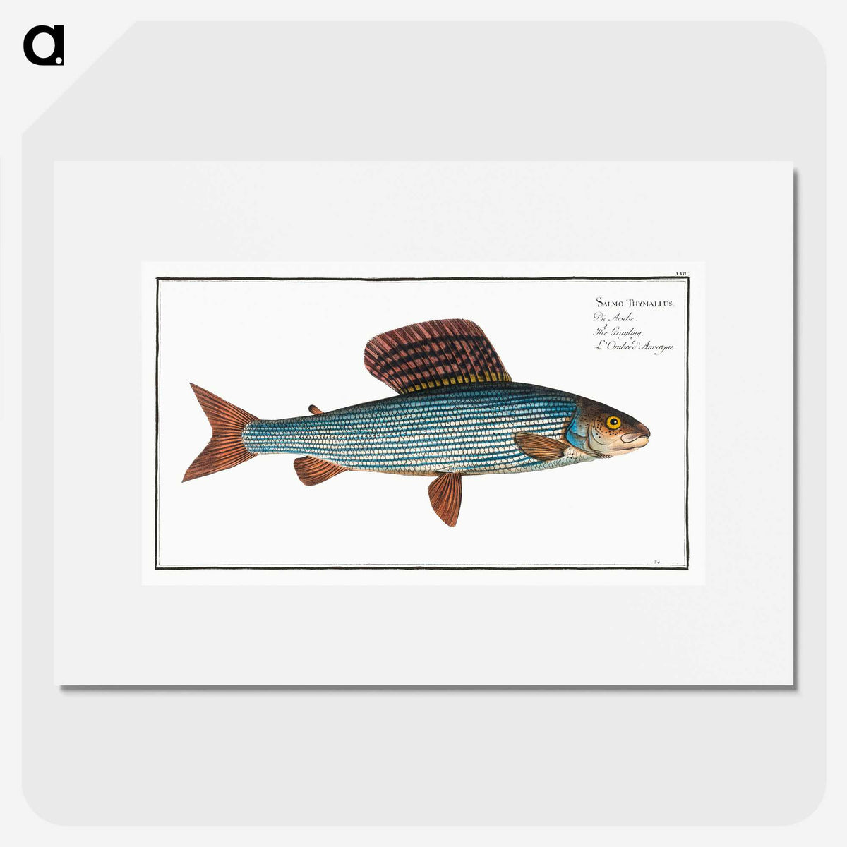 1-99_Ichtyologie-ou-Histoire-naturelle_picture