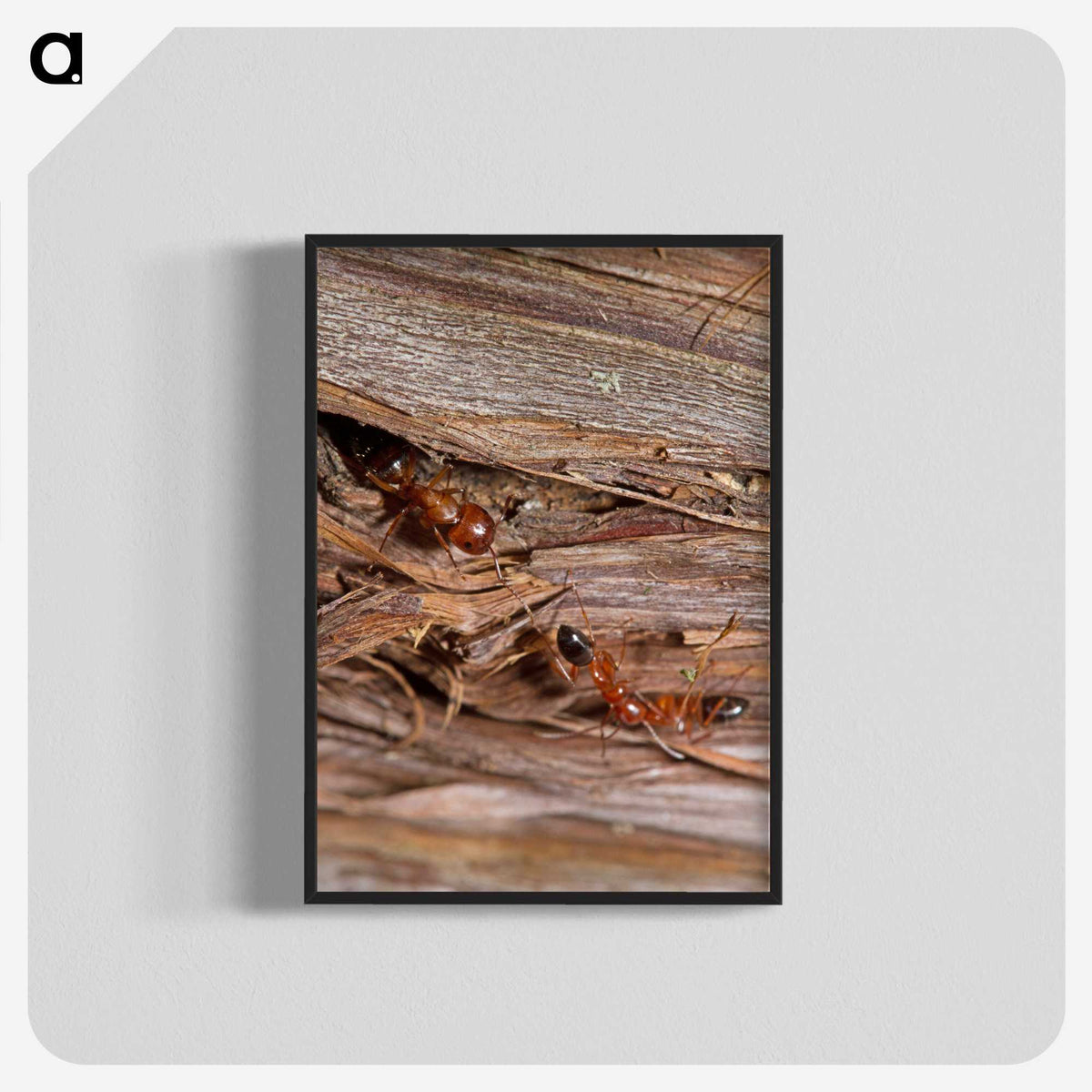 1-99_Insects-Unlocked-Project_blk-crop