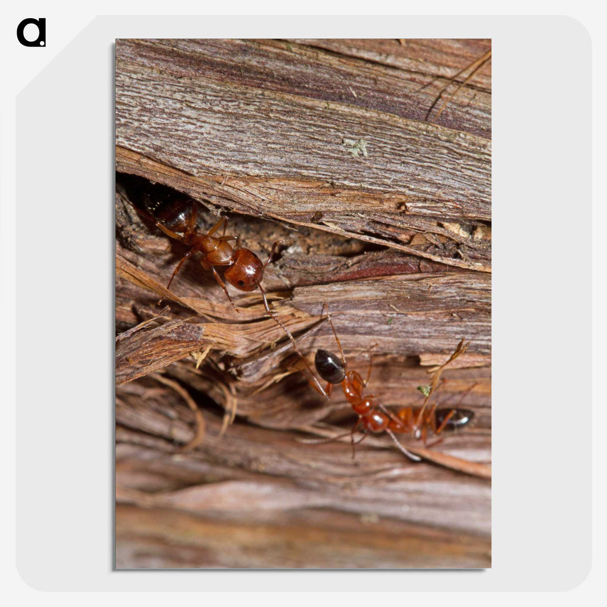 1-99_Insects-Unlocked-Project_picture-crop