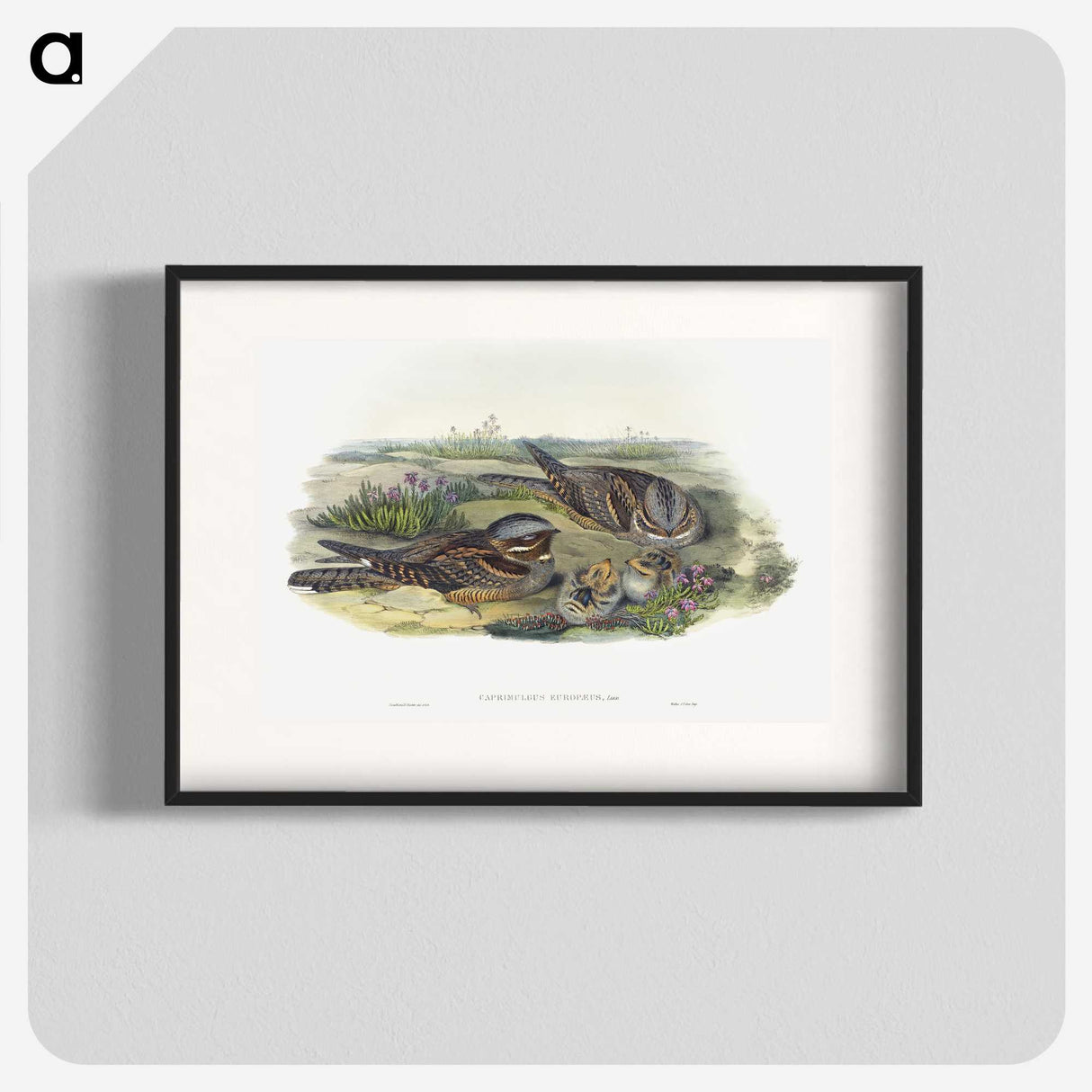 1-99_John-Gould_blk