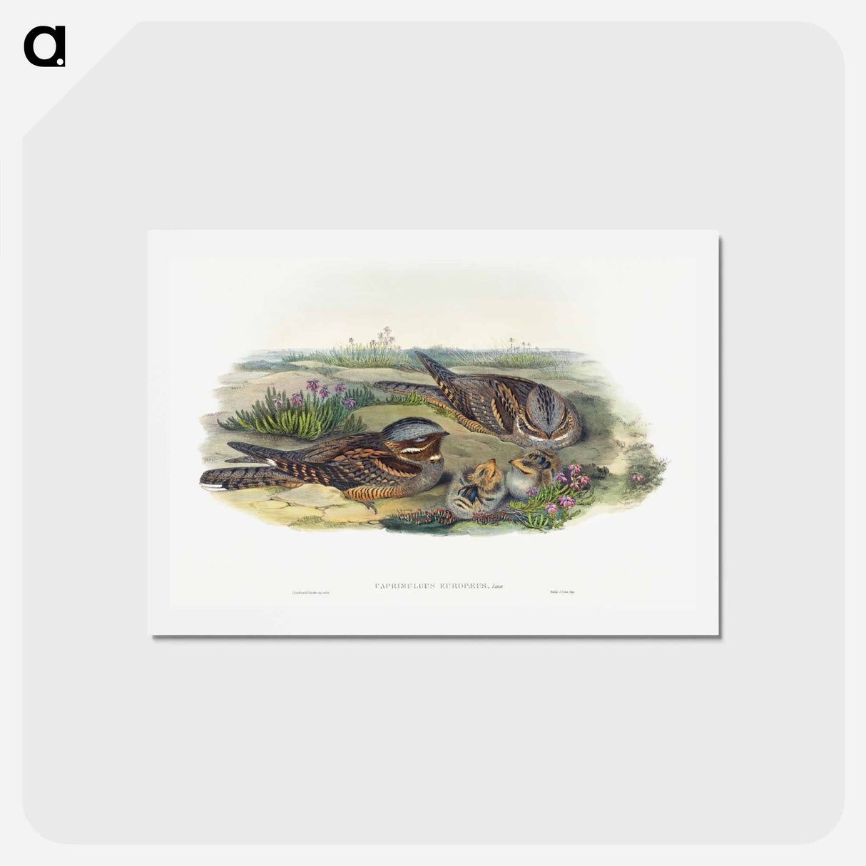 アートポストカード-Nightjar
- ジョン グールド Postcard.