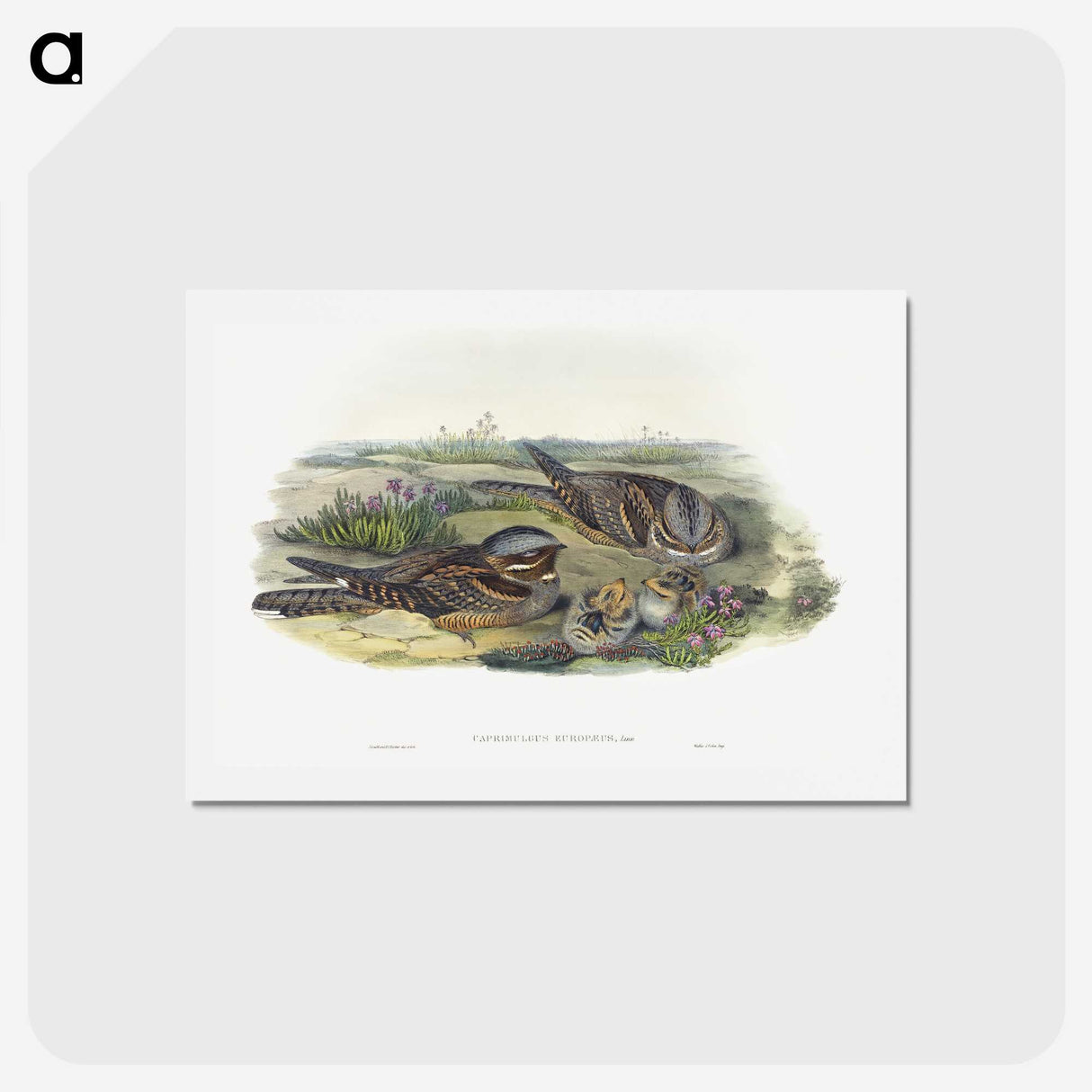 1-99_John-Gould_hagaki