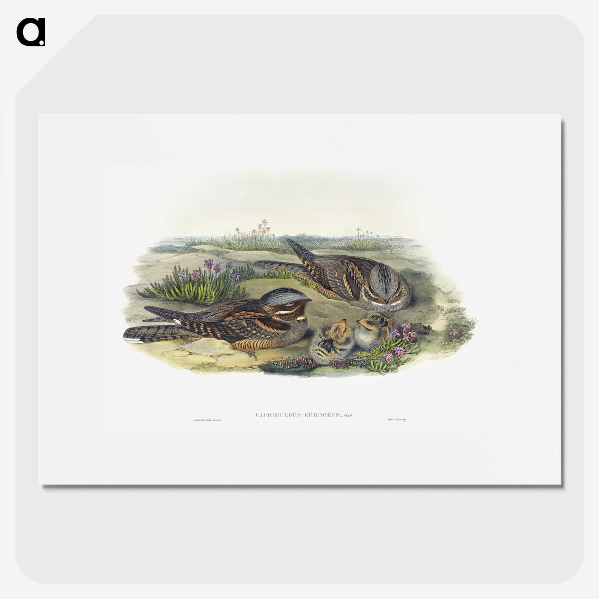 1-99_John-Gould_picture