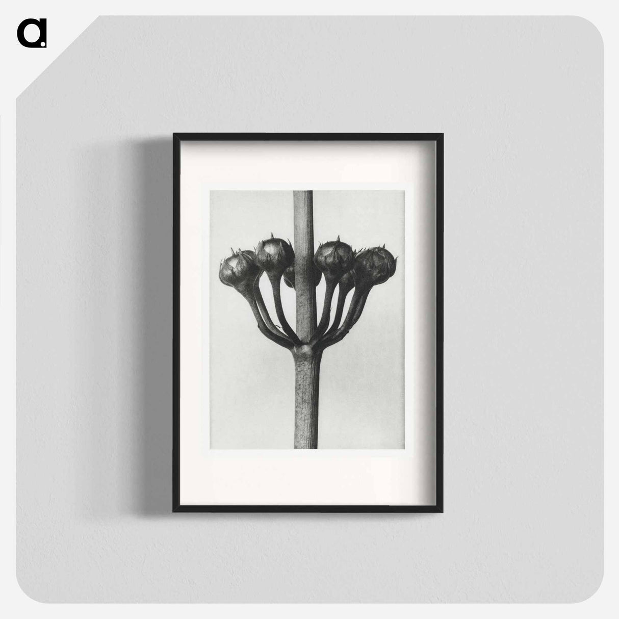 Primula Japonica - Karl Blossfeldt Poster.