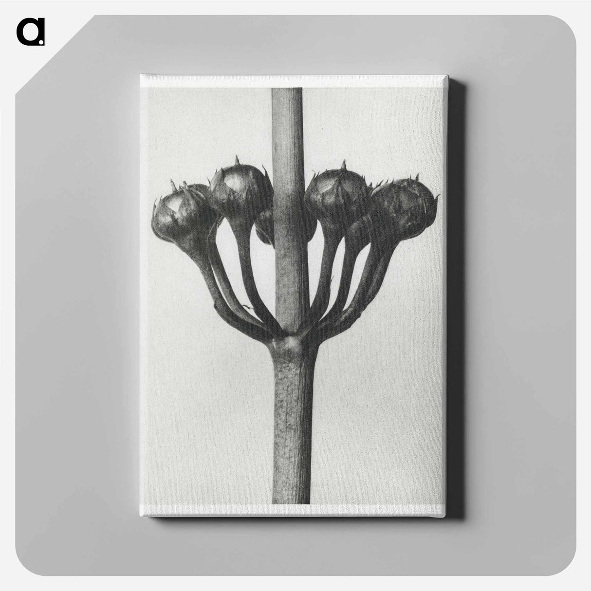 Primula Japonica - Karl Blossfeldt Canvas.