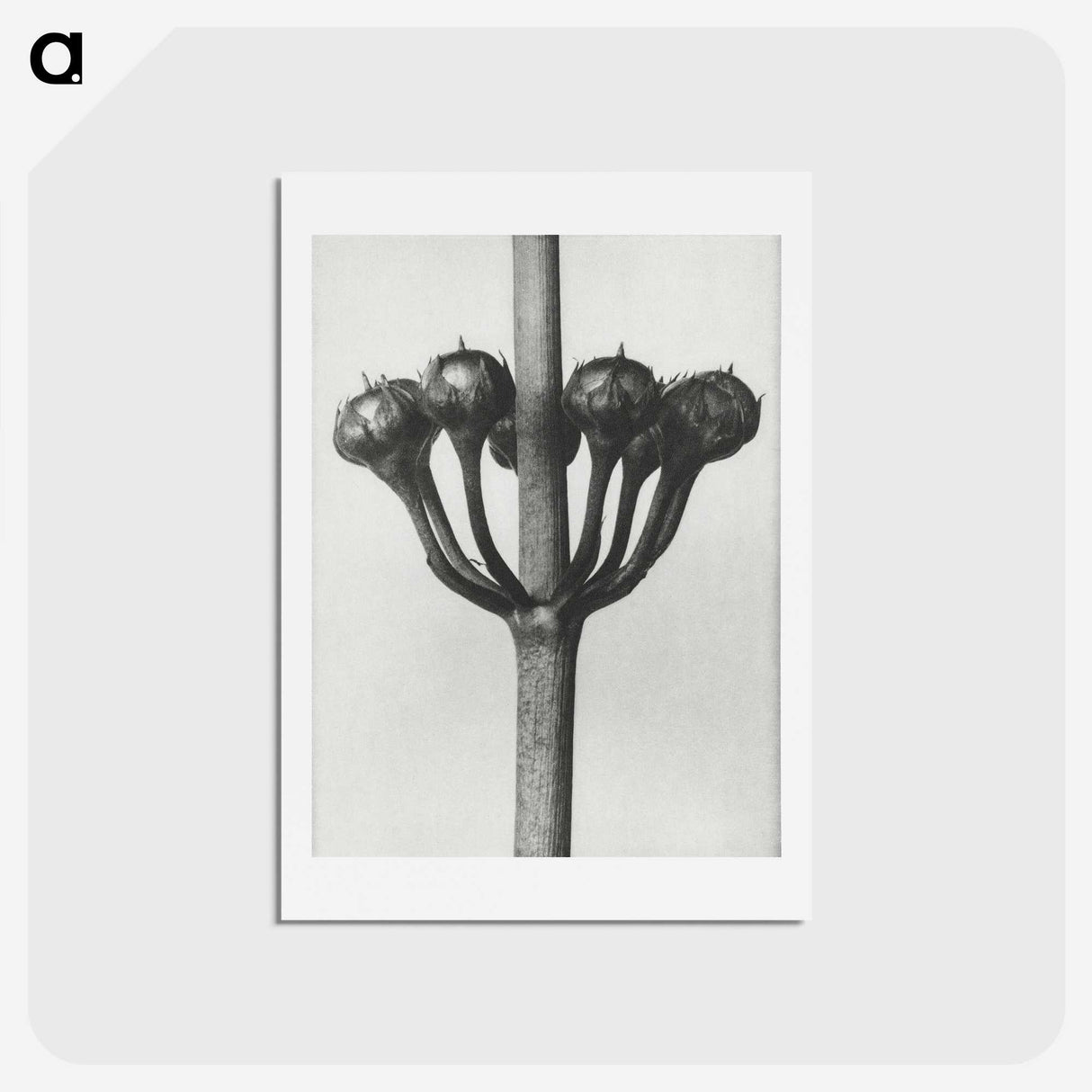 1-99_Karl-Blossfeldt_hagaki