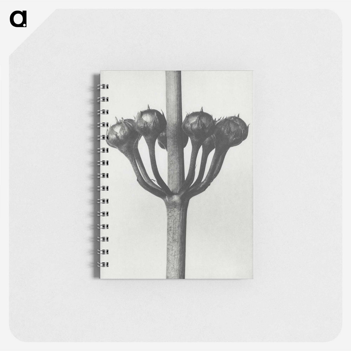 1-99_Karl-Blossfeldt_memo