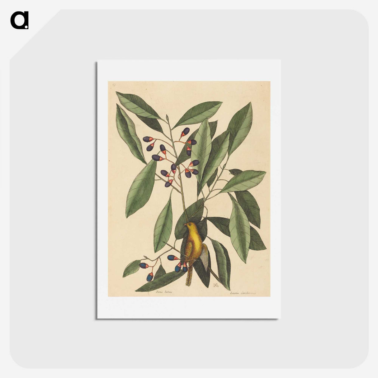 1-99_Mark-Catesby_hagaki