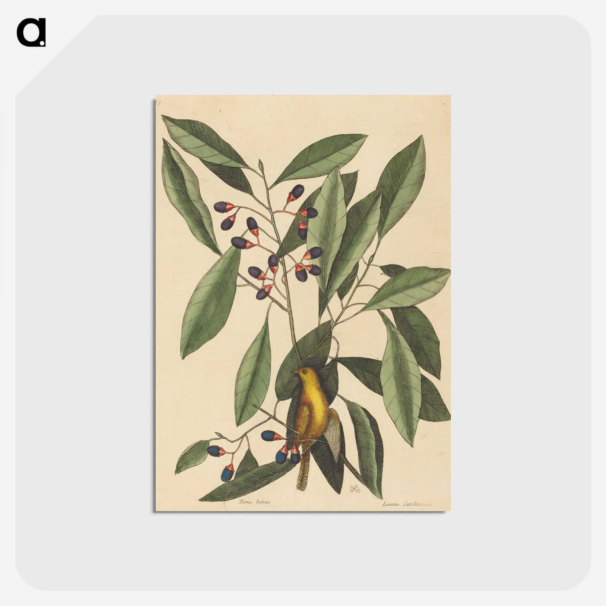 1-99_Mark-Catesby_postcard