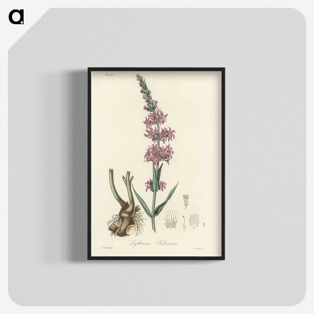 1-99_Medical-Botany_blk-crop