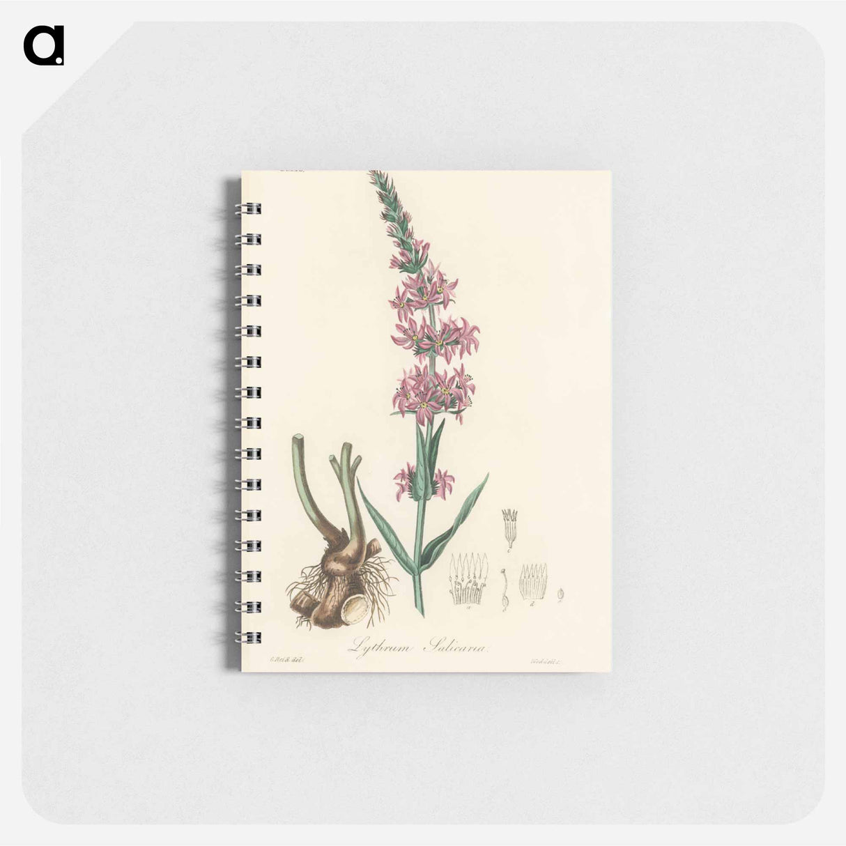 アートメモ帳-Lythrum salicaria
- 薬用植物学 Memo.