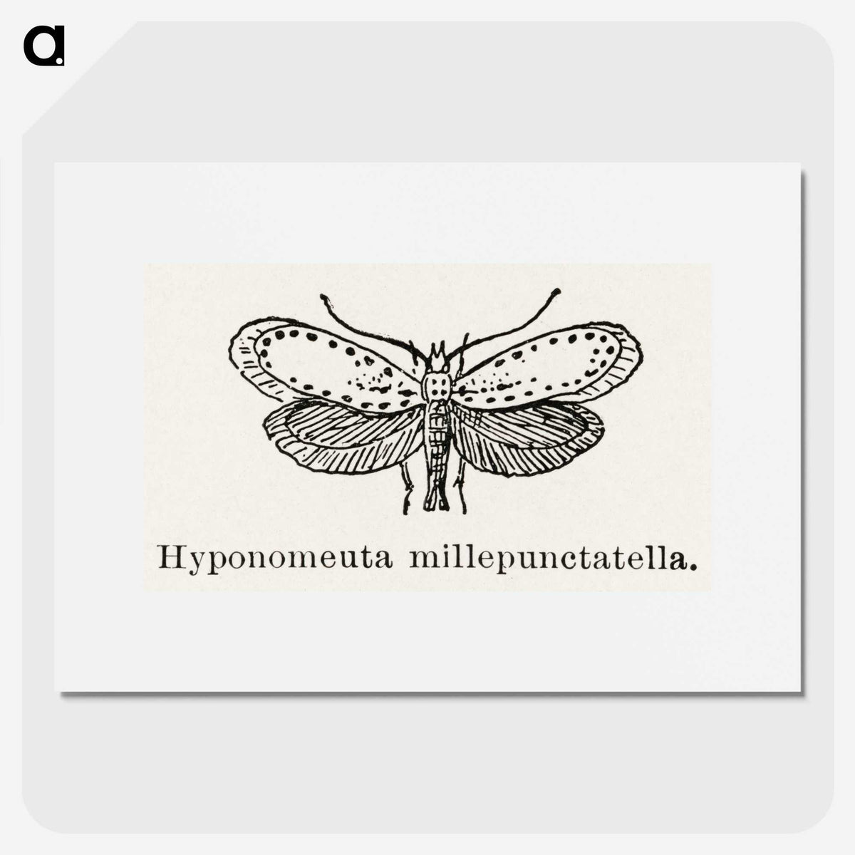 1-99_Moths-and-Butterflies-of-the-United-States_picture