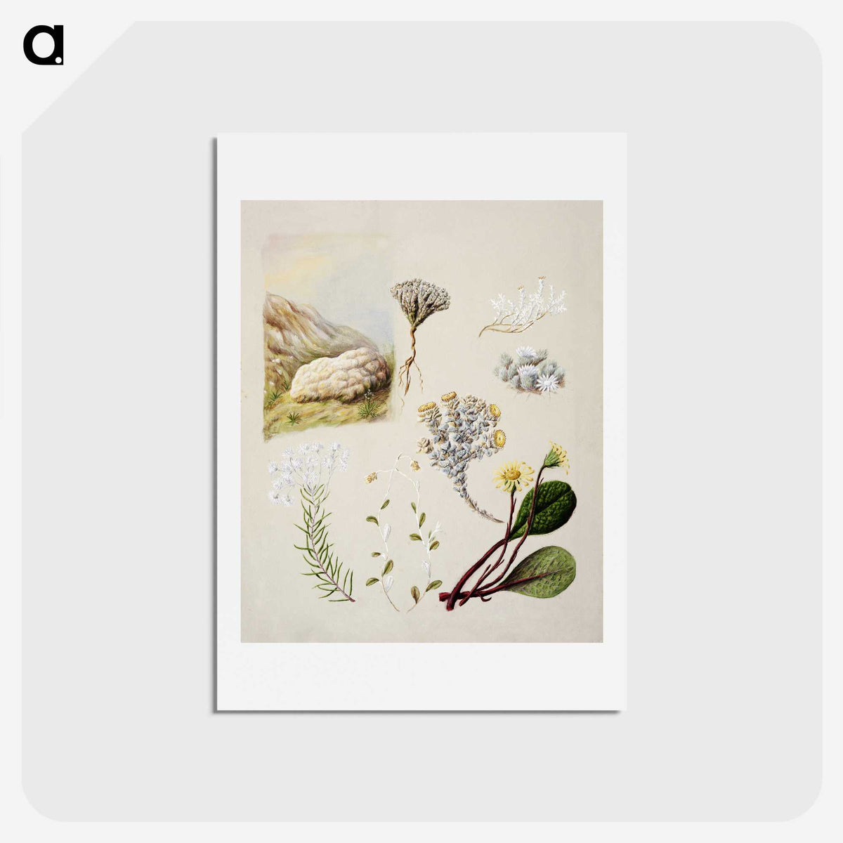 1-99_Native-Flowering-Plants-of-New-Zealand_hagaki