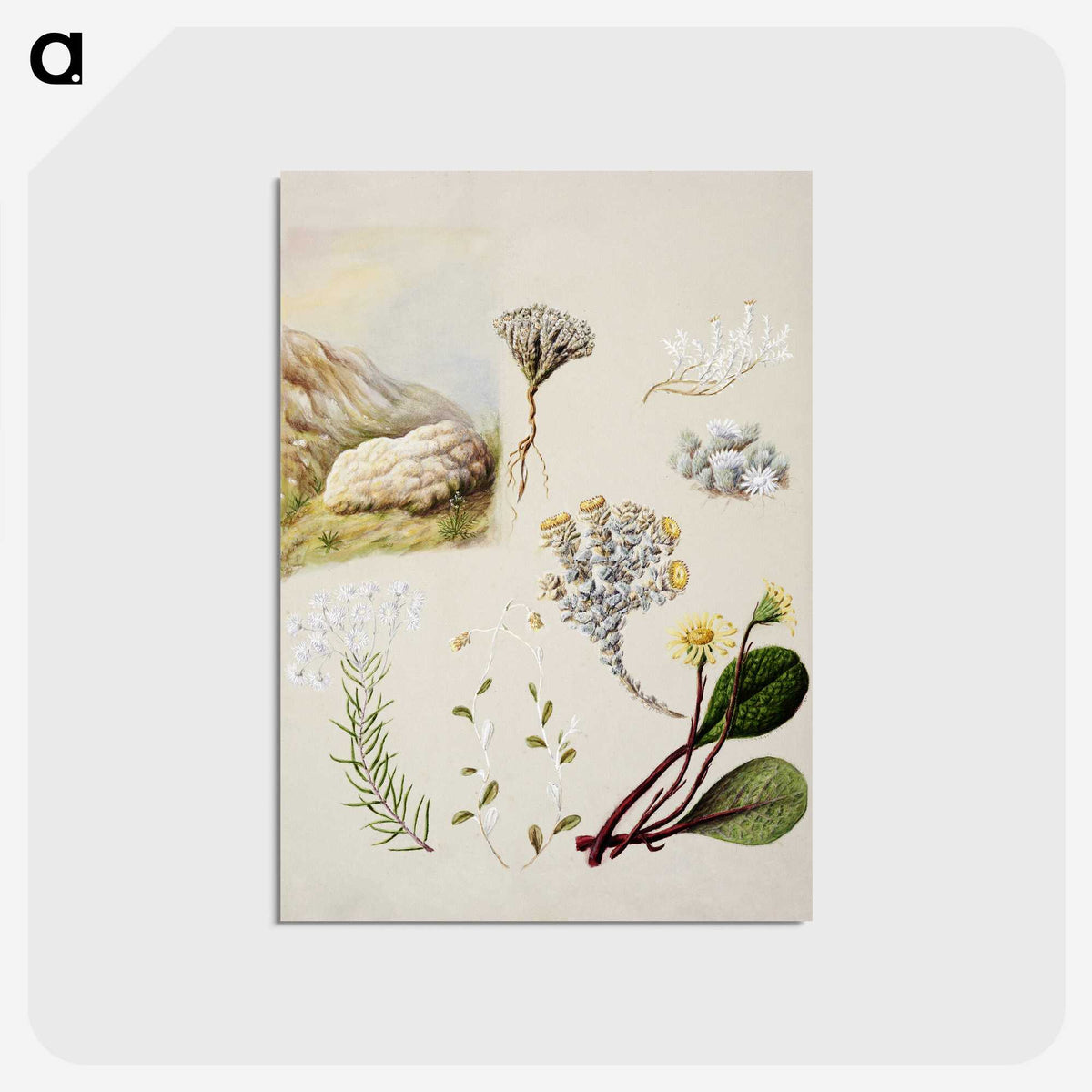 1-99_Native-Flowering-Plants-of-New-Zealand_postcard