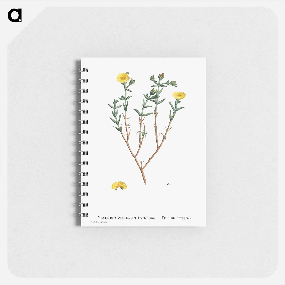 アートメモ帳-Mesembryanthemum Brachiatum (Three–Forked Fig Marigold) - ピエール ジョゼフ ルドゥーテ Memo.